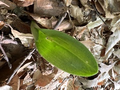 Galearis spectabilis