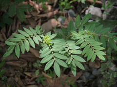 Sophora velutina