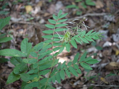 Sophora velutina