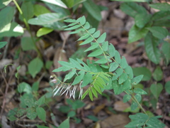 Sophora velutina