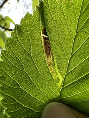 Agromyza aristata