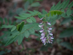 Sophora velutina