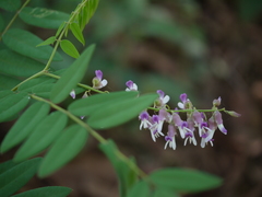 Sophora velutina