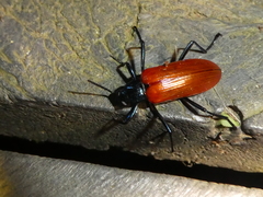 Strongylium gerstaeckeri