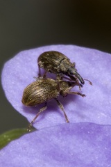 Trichopterapion holosericeum