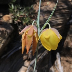 Calochortus raichei