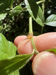 Phragmidium rosae-multiflorae