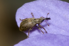 Trichopterapion holosericeum