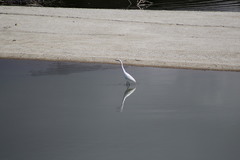 Ardea alba