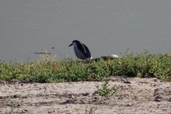 Nycticorax nycticorax
