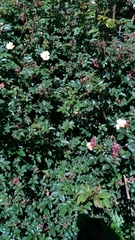 Rosa transmorrisonensis