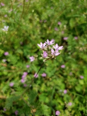 Erodium cicutarium