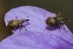 Trichopterapion holosericeum