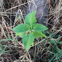 Leonotis nepetifolia