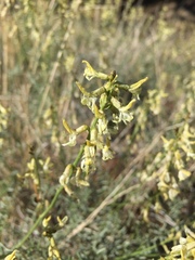 Astragalus filipes
