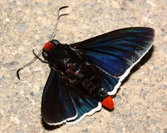 Pyrrhopyge phidias