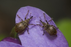 Trichopterapion holosericeum