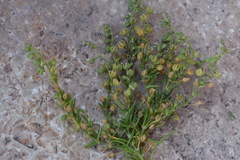 Spergularia marina