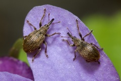 Trichopterapion holosericeum