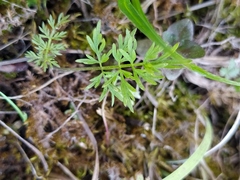 Kadenia dubia
