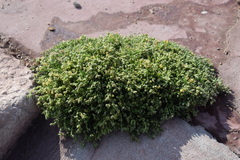 Spergularia marina