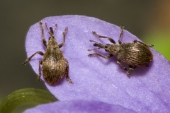 Trichopterapion holosericeum