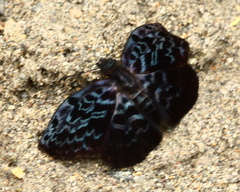 Cycloglypha thrasibulus
