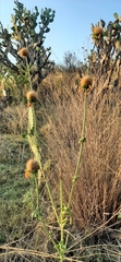 Leonotis nepetifolia