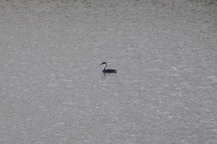 Aechmophorus occidentalis