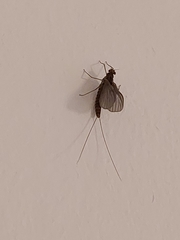 Ephemeroptera