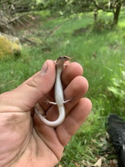 Chalcides bedriagai