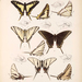 Eurytides epidaus fenochionis - Photo Frederic Ducane Godman 18--, no known copyright restrictions (public domain)