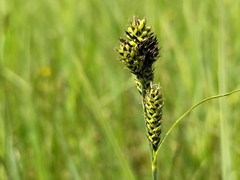 Carex hartmanii