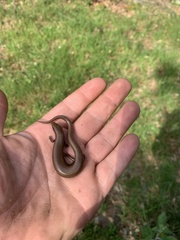 Chalcides bedriagai