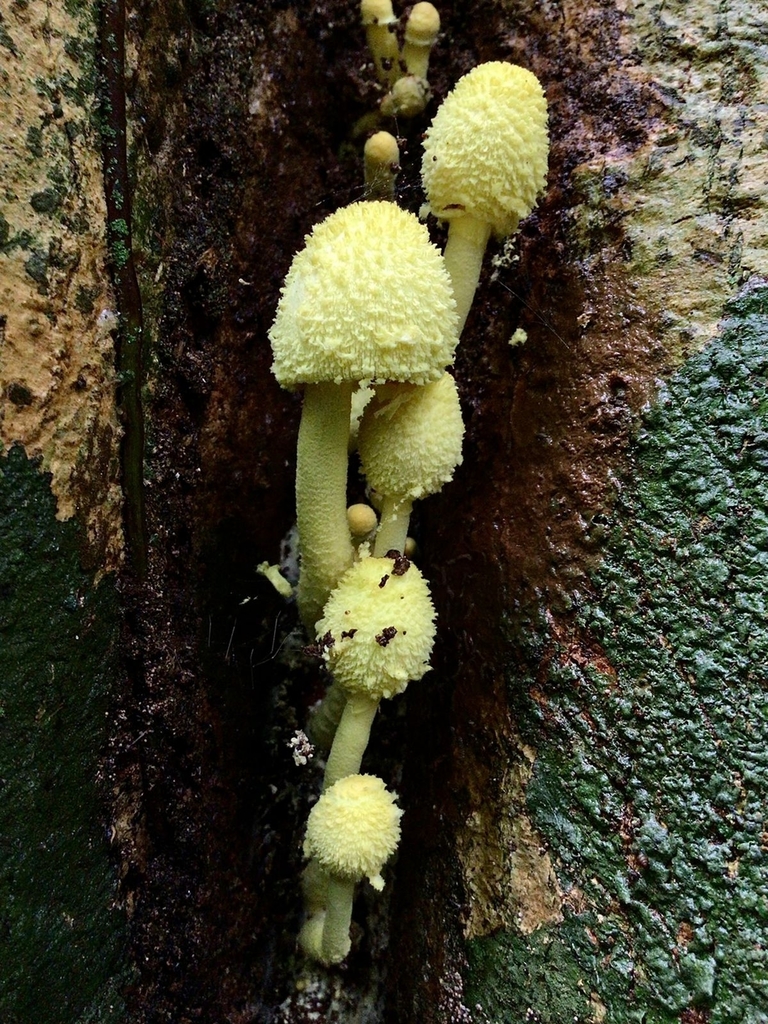 Leucocoprinus birnbaumii · May 2022 · photo: © andreshs (iNaturalist, cc-by)