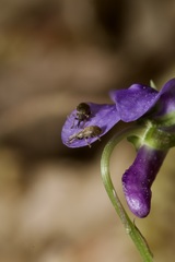 Trichopterapion holosericeum