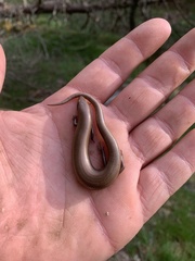 Chalcides bedriagai