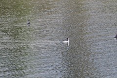 Aechmophorus clarkii