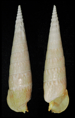 Pseudovertagus nobilis