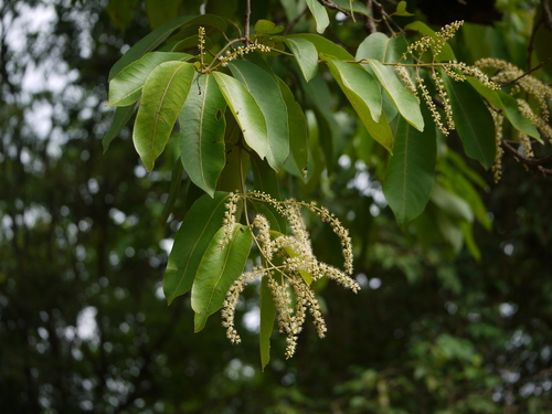 Terminalia elliptica (Terminalia elliptica)