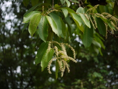 Terminalia elliptica