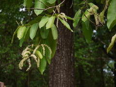 Terminalia elliptica