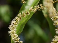 Terminalia elliptica