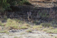Lepus californicus