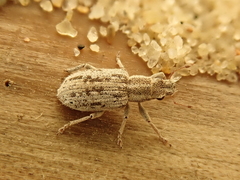 Sitona macularius
