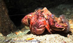 Dardanus pedunculatus