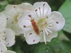 Hoplocampa