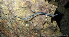Laticauda laticaudata