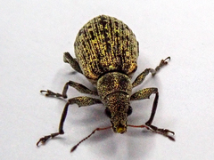 Polydrusus cervinus