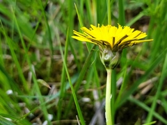 Taraxacum hollandicum